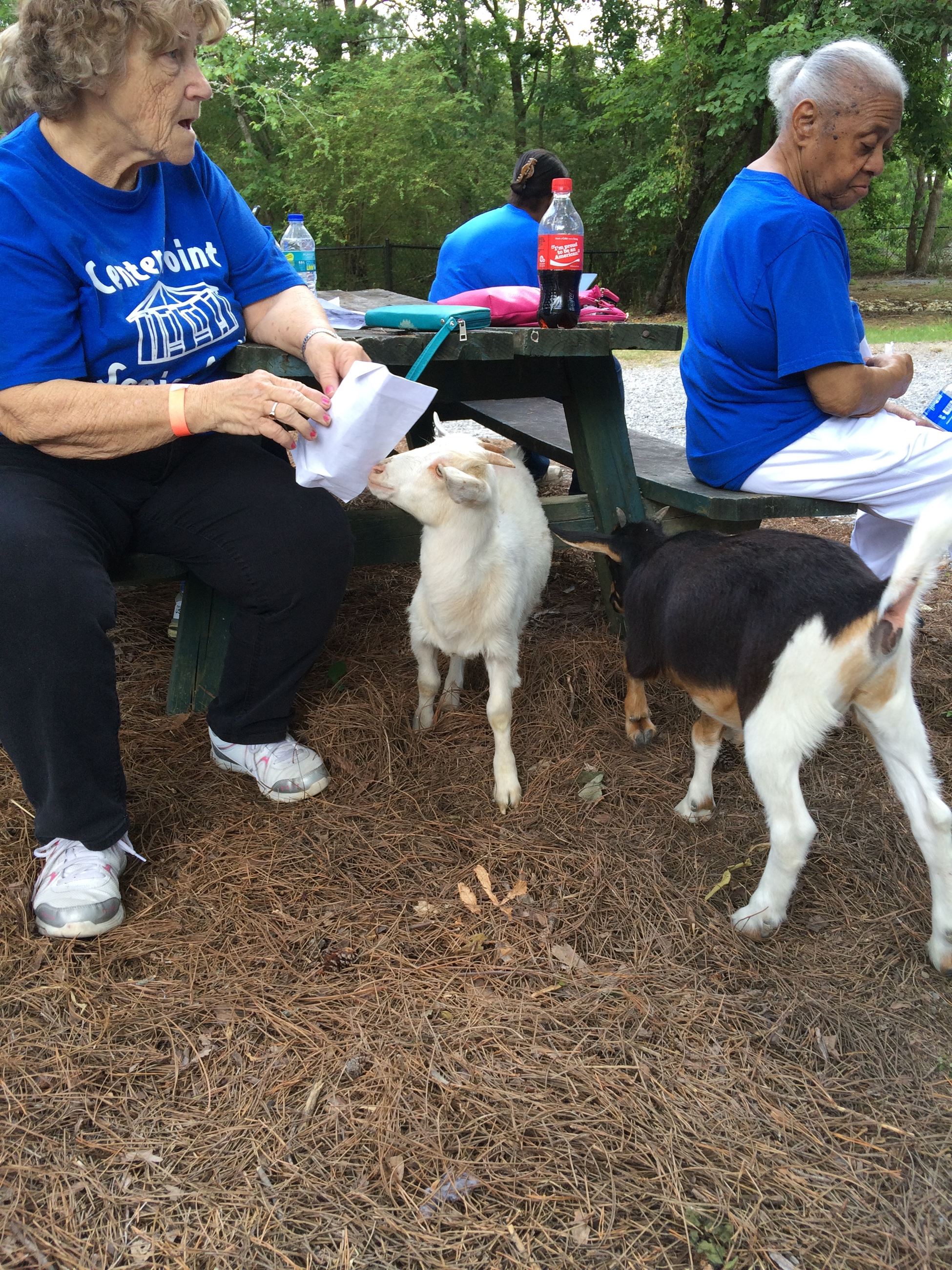 Goats under Picnic Bench